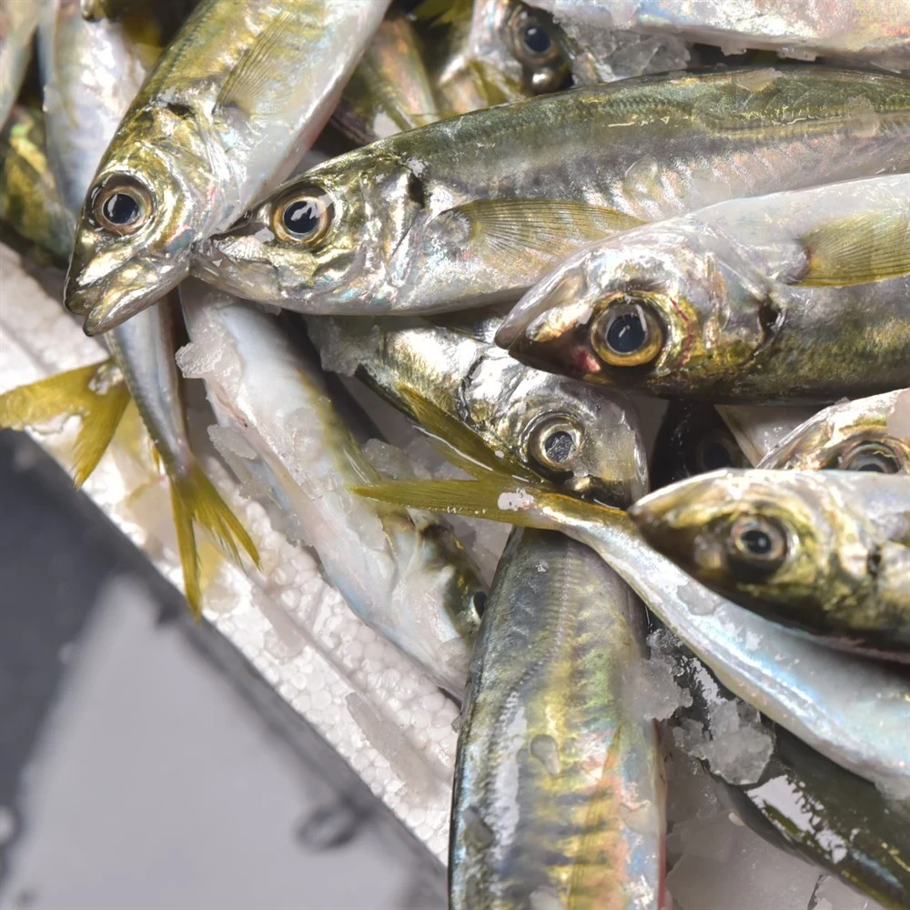 Karadeniz İstavrit (1 Kg)