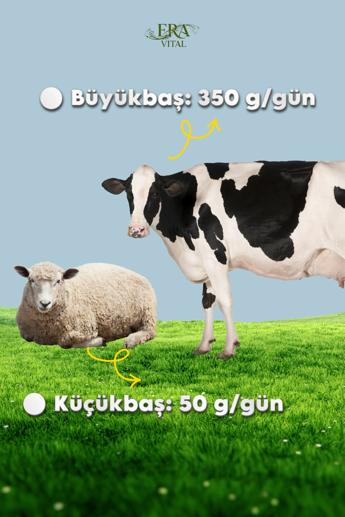 ERA ACTION – Yüksek Proteinli Premiks Yem Katkıları | Süt Verimi ve Performans Artırıcı Formül