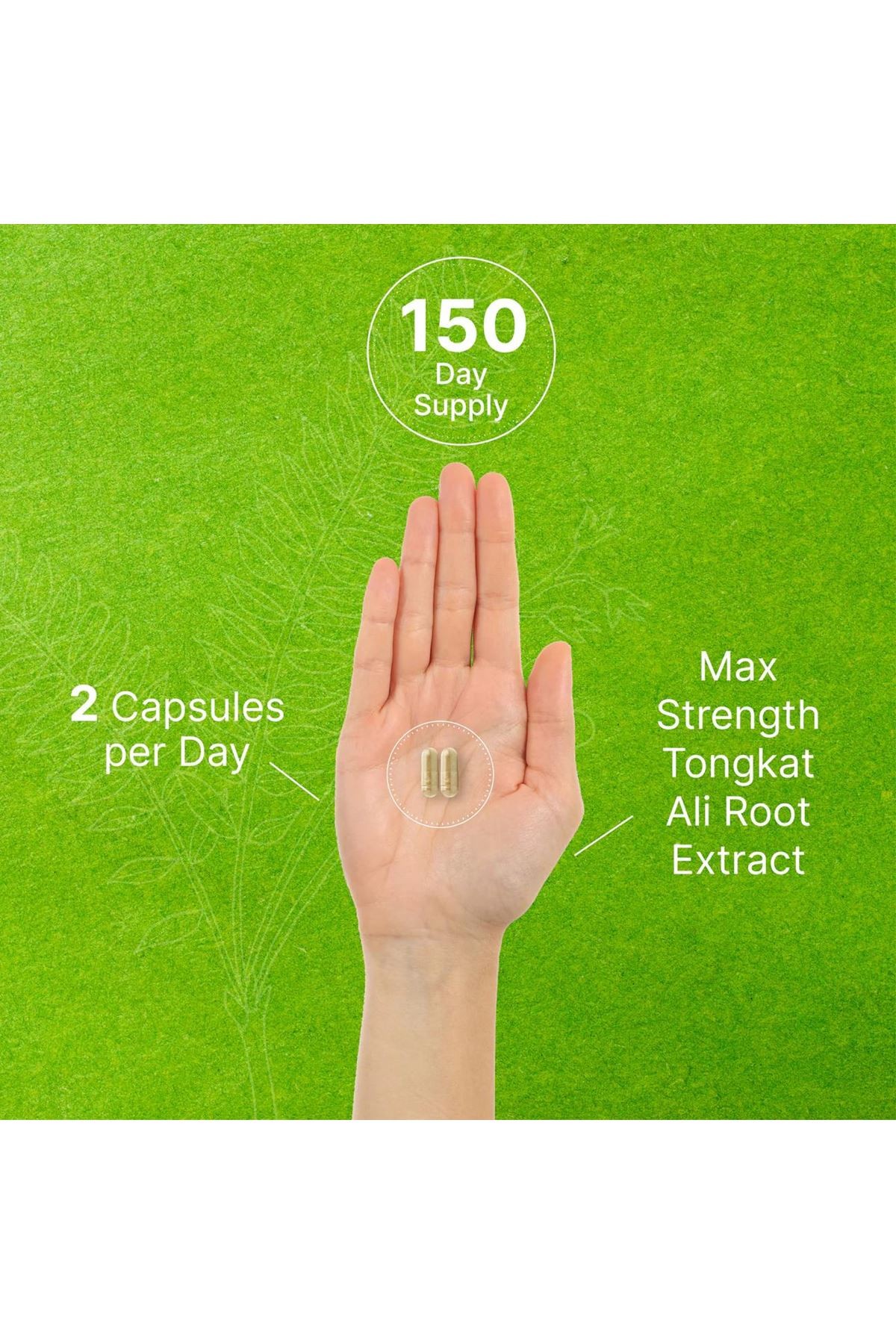 Tongkat Ali Extract 300:1 400mg & Maca Root 400mg | 300 Capsules