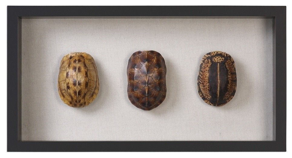 Kaplumbağa Kabukları Derinlikli Çerçeve