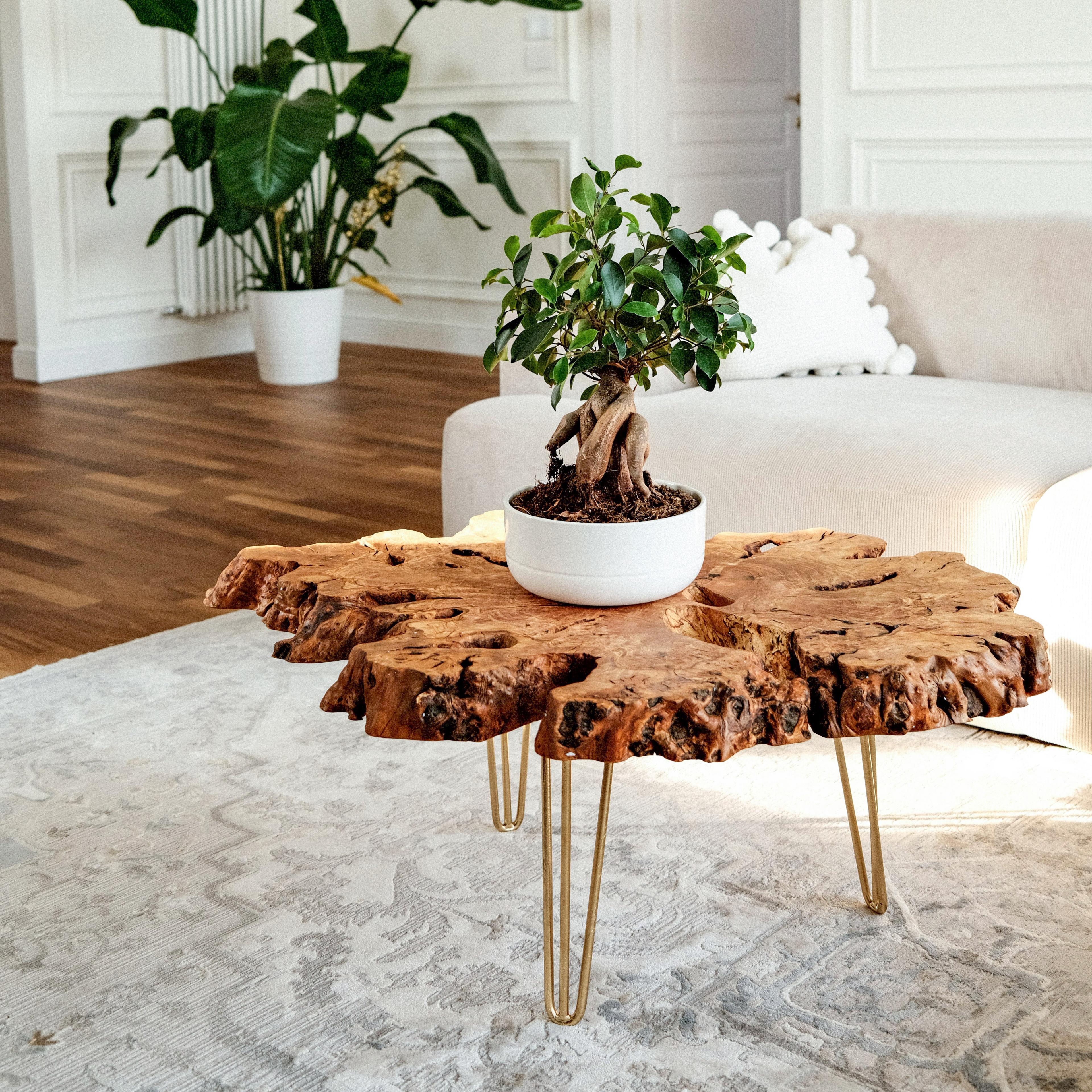 Made to Order | Olive Wood Large Coffee table | Unique Live Edge Burl Wood Coffee Table