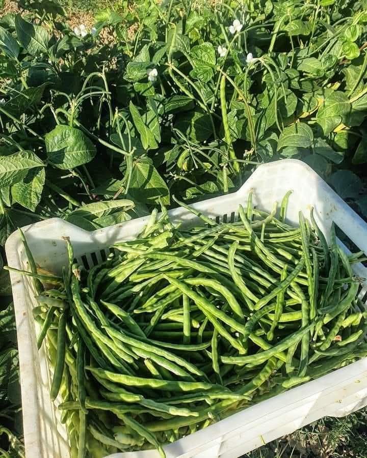 Börülce 1 Kg