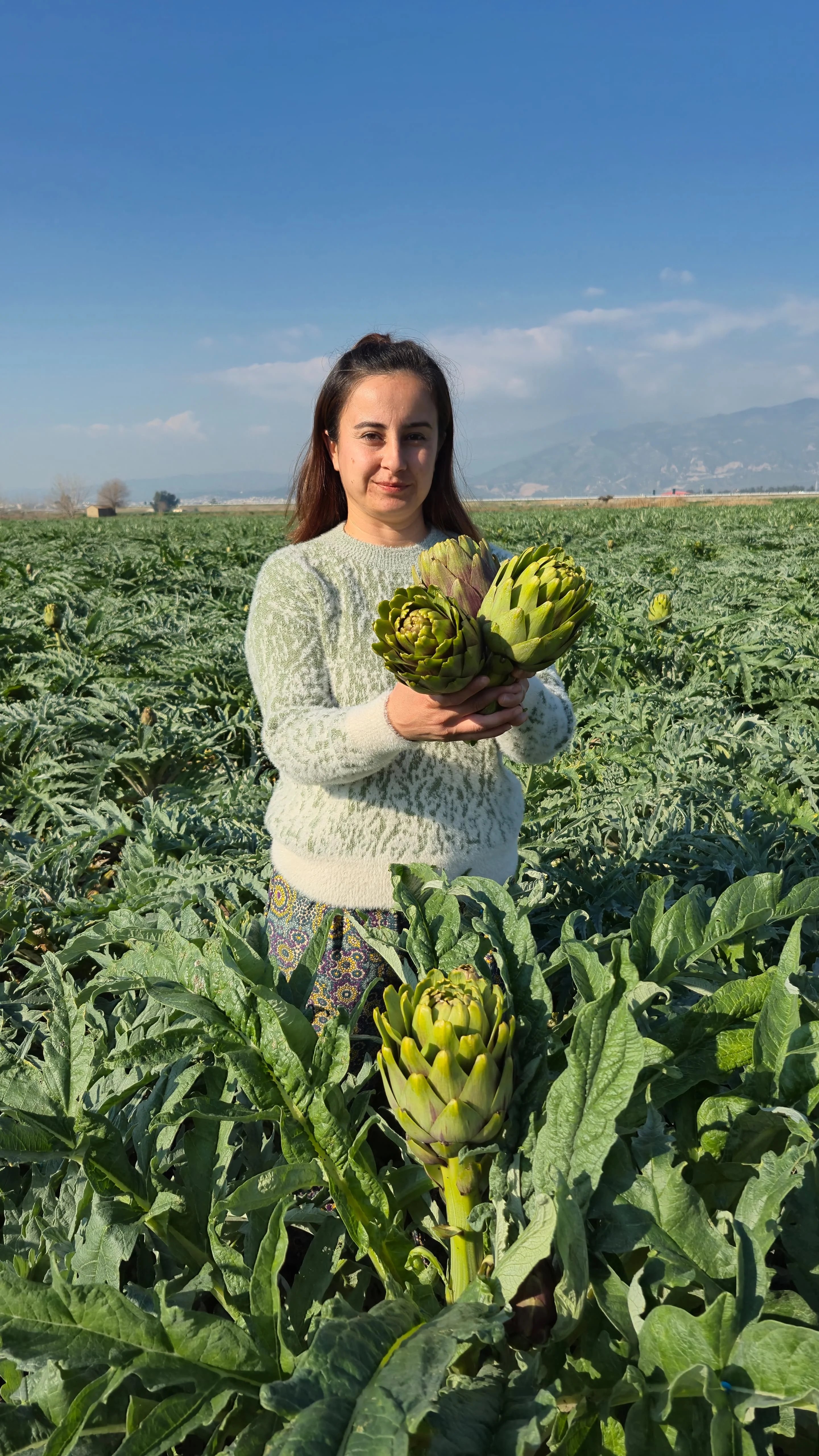 Dolmalık Enginar 20 Adet