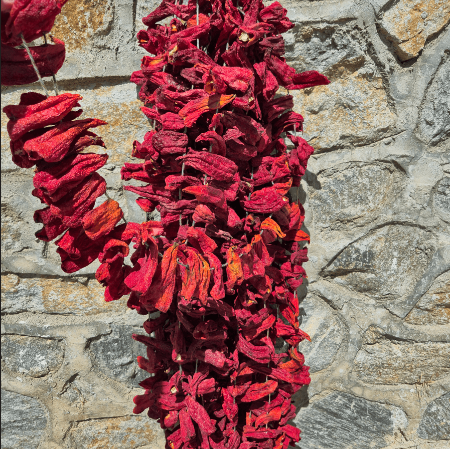 Dolmalık Kapya Biber