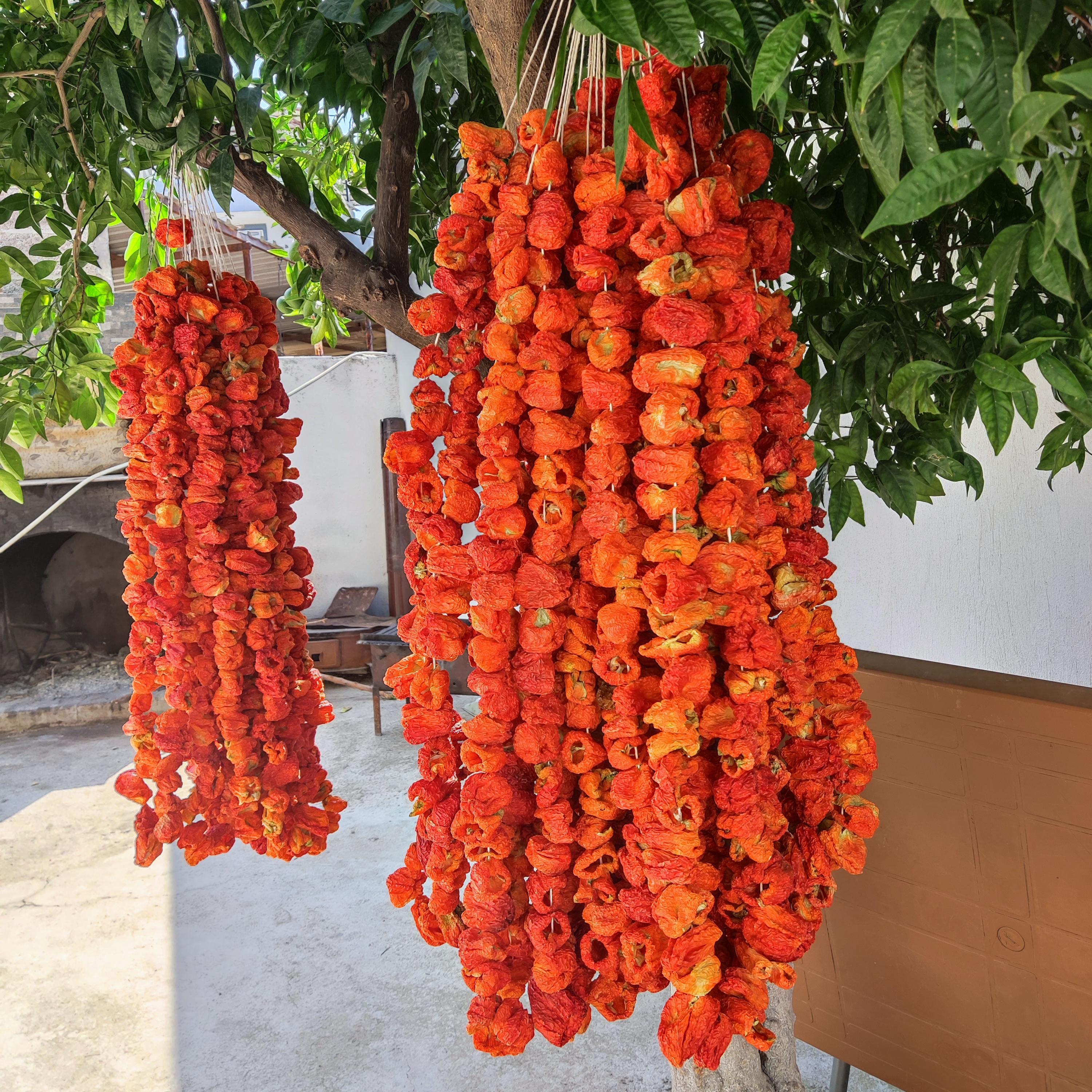 Dolmalık Tatlı Biber