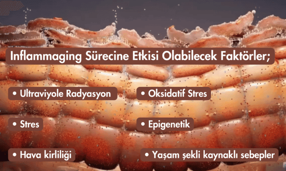 Inflammaging Sürecine Etkisi Olabilecek Faktörler