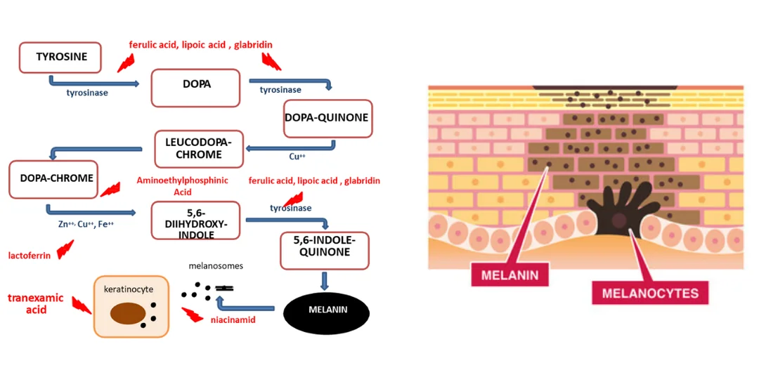 Cildin Melanin Üretim Süreci