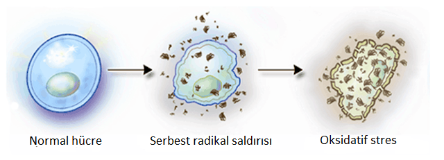 Oksidatif Strese Uğramış Hücre