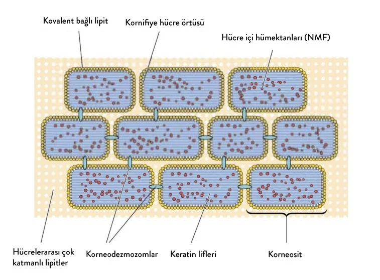 Cilt Bariyeri Nasıl Çalışır?