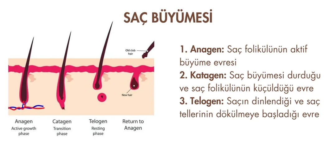 Saç Büyümesi