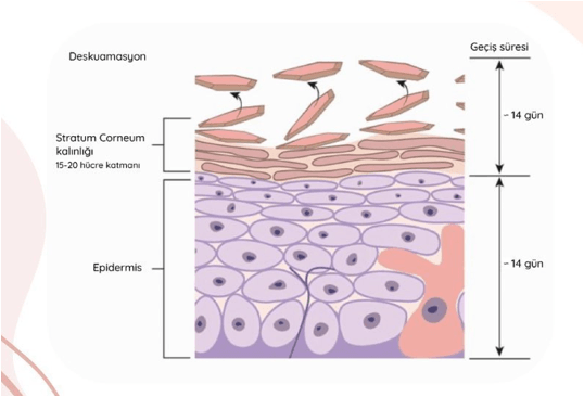 Epidermiş ve Stratum Corneum