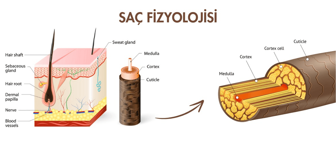 Saç Fizyolojisi