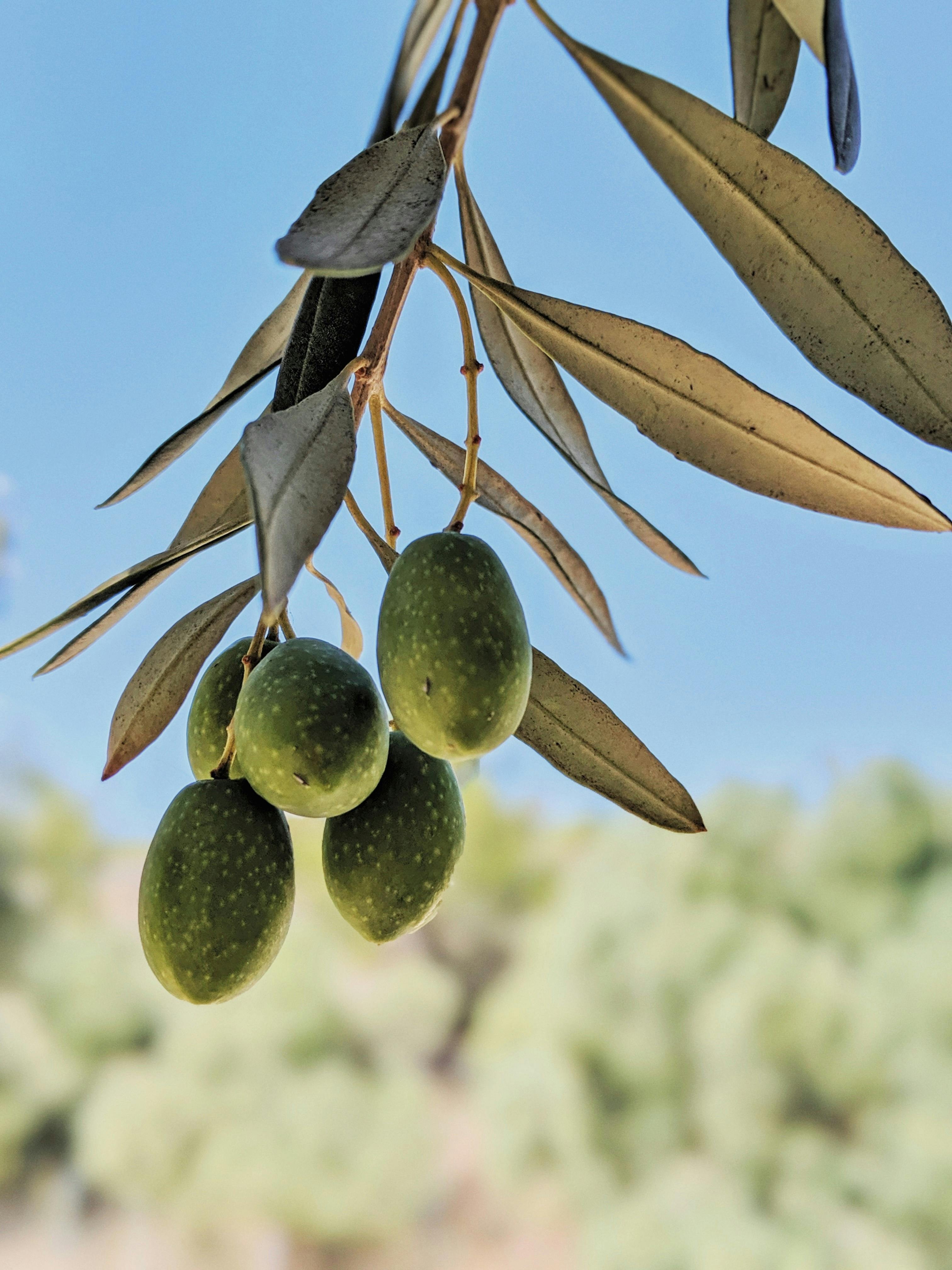 Zeytin Meyve mi Yoksa Sebze midir?