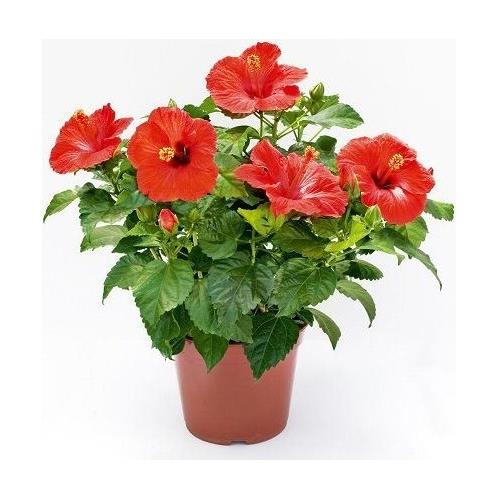 ÇİN GÜLÜ,JAPON GÜLÜ & HİBİSCUS ROSA-SİNENSİS