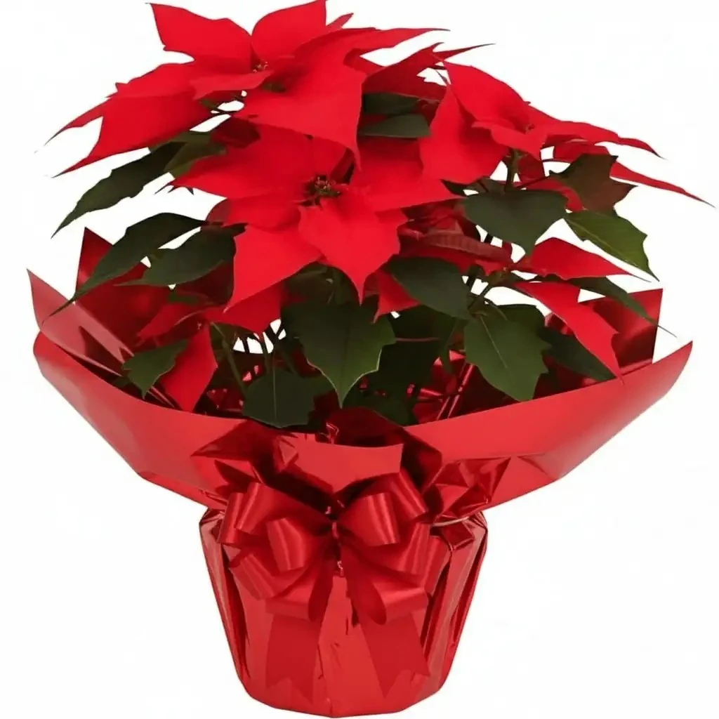 ATATÜRK ÇİÇEĞİ & PHOTİNİA