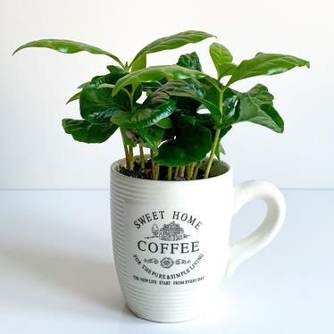 KAHVE & COFFEA ARABİCA