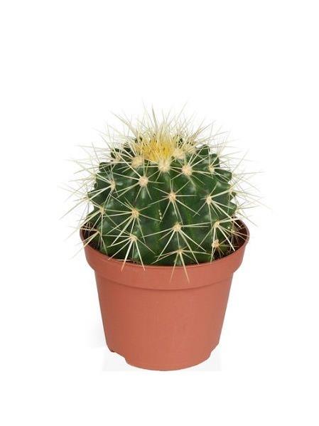 ALTIN FIÇI KAKTÜSÜ & ECHİNO CACTÜS