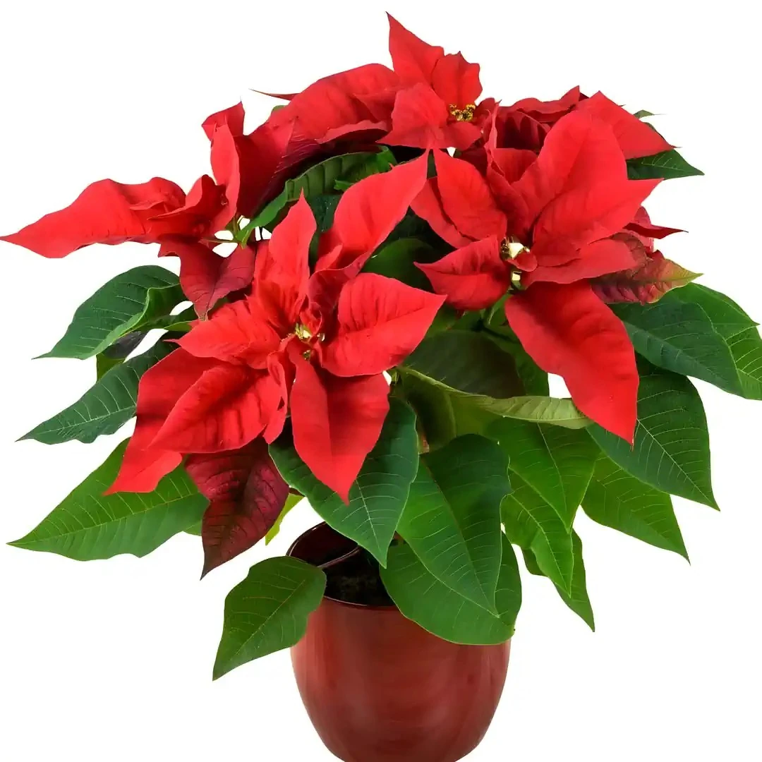 ATATÜRK ÇİÇEĞİ & PHOTİNİA