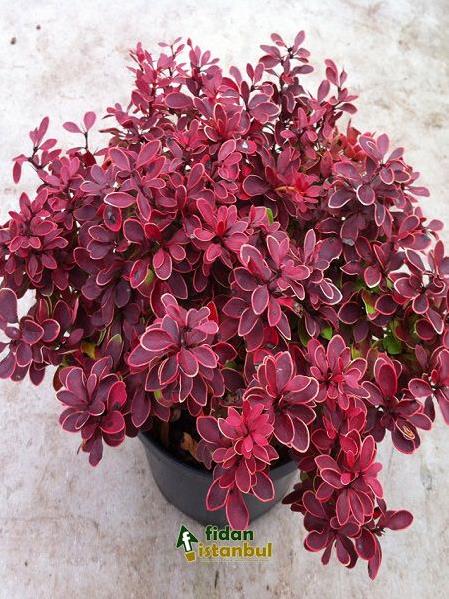 BERBERİS THUMBERGİİ ATROPURPUREA