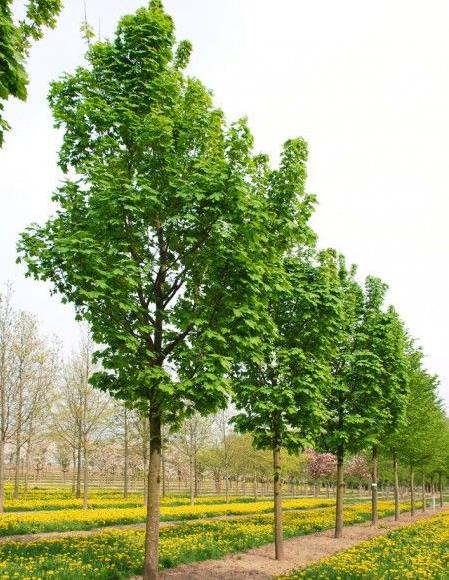 ACER PLATANOİDES AKÇA AĞAÇ