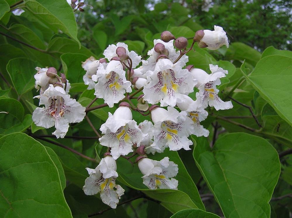 CATALPA BİGNONOİDES KATALPA