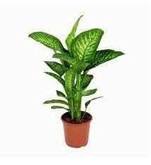 DİFENBAHYA & DİEFFENBACHİA 80-100-cm