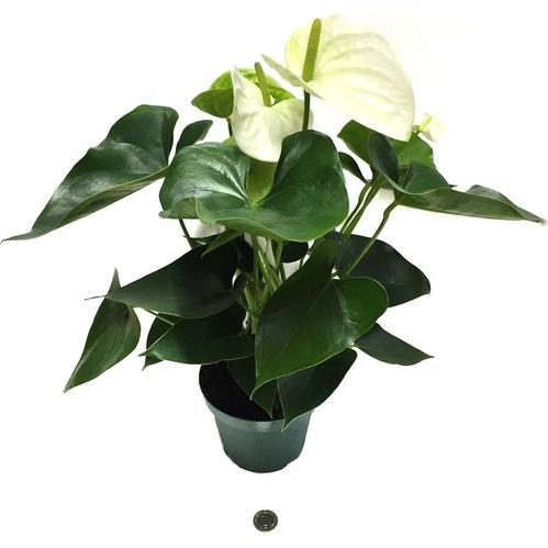 FLAMİNGO ÇİÇEĞİ  BEYAZ &ANTHURİUM ROYAL