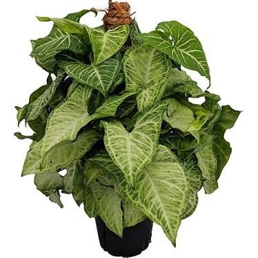 SİNGONYUM & SYNGONİUM WHİTE BUTTERFLY