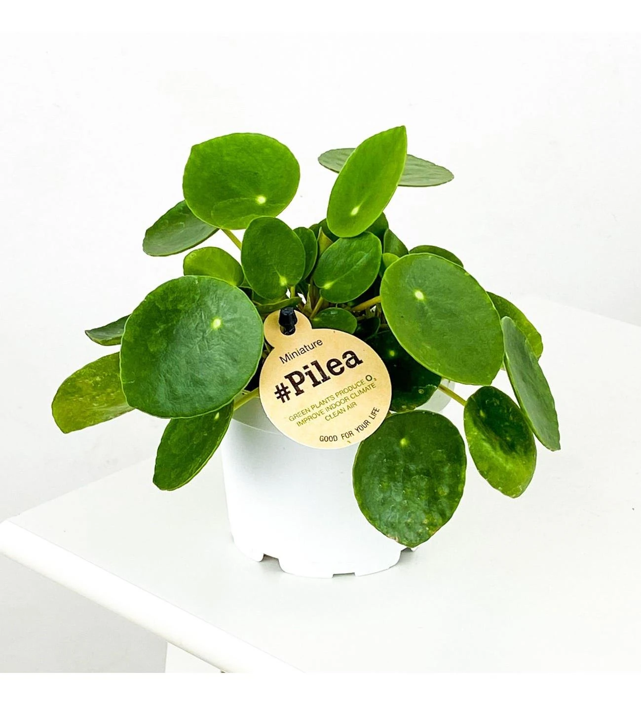 ÇİN PARA ÇİÇEĞİ & PİLEA CADİEREİ