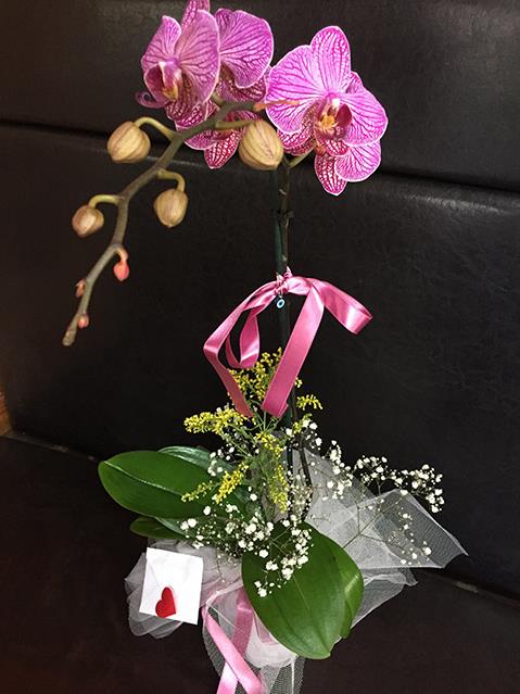 ORKİDE FARKLI RENKLERDE