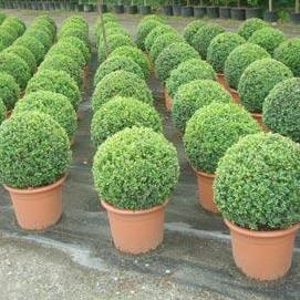 BUXUS ŞİMŞİR