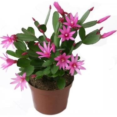 YILBAŞI ÇİÇEĞİ &  SCHLUMBERGERA TRUNCETA