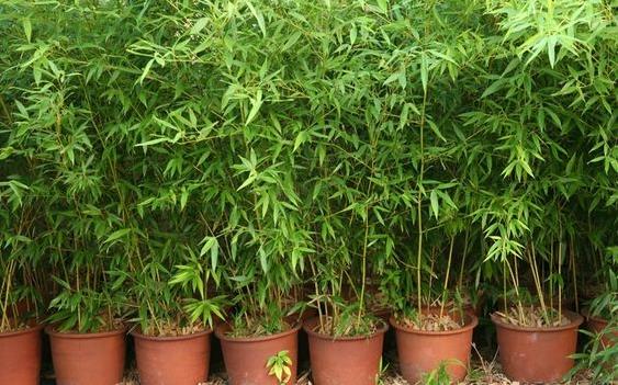 BAMBU