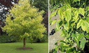 ACER NEGUNDO