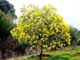 ACACİA RUSTİCA MİMOZA