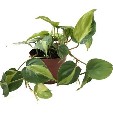 FİL KULAĞI &PHİLODENDRON SCANDENS