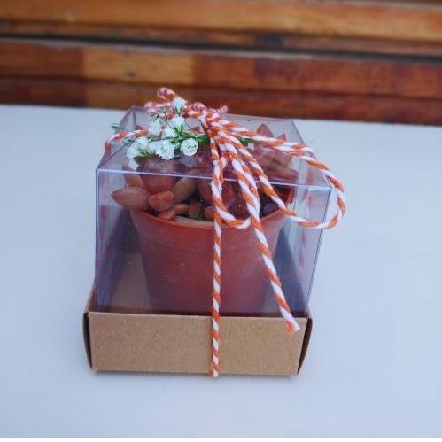 ASETAT KUTUDA SUCCULENT MİNİMUM 10 ADET