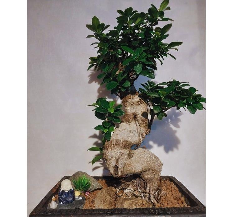 BONSAİ XL