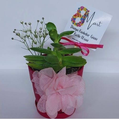 RENKLİ SAKSILARDA SUCCULENT MİNİMUM 10 ADET