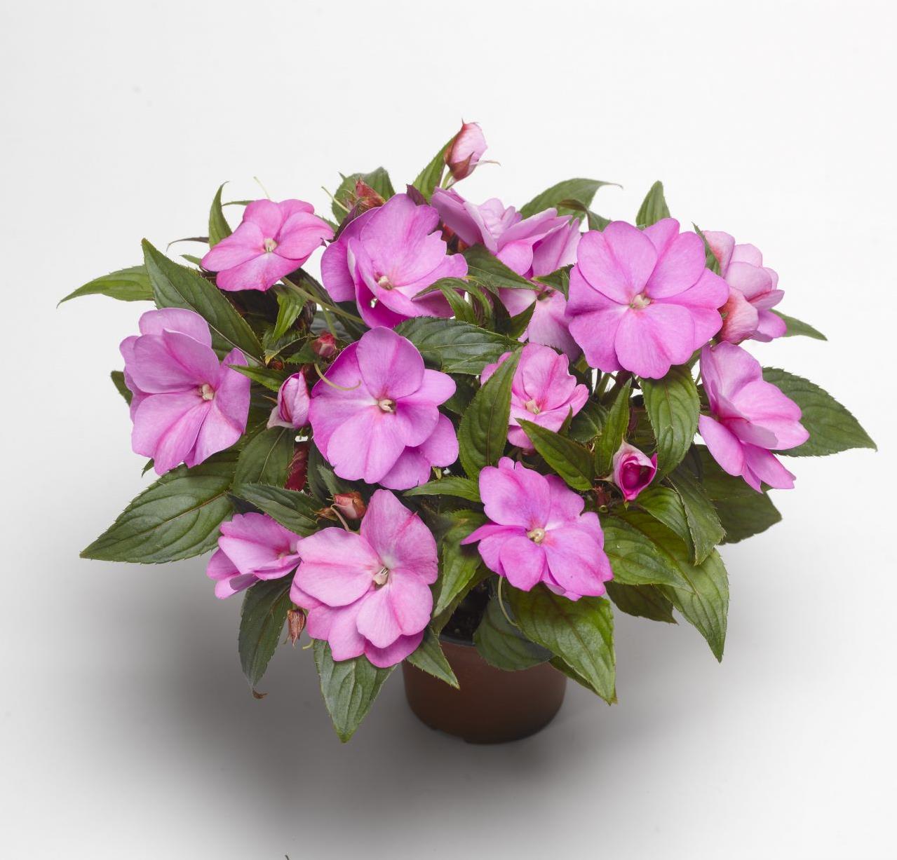 CAM GÜZELİ & İMPATİENS WALLERİANA