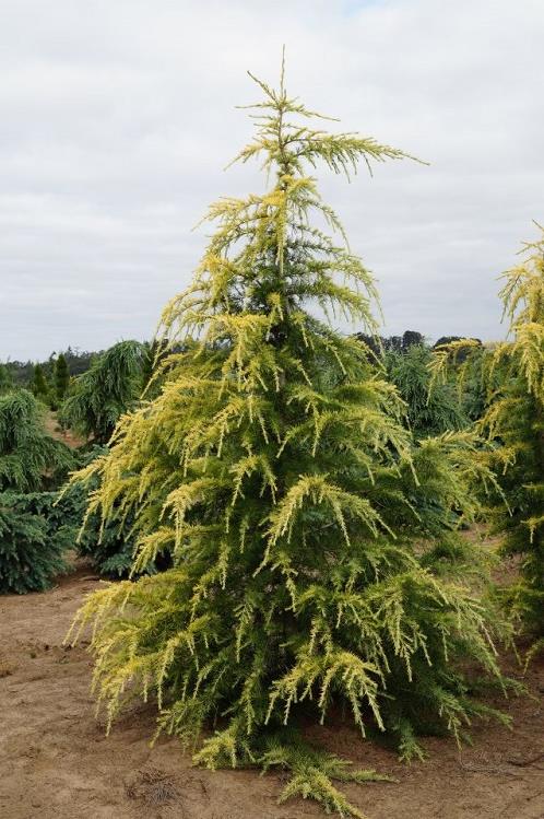CEDRUS DEODORA DEODORA SEDİRİ