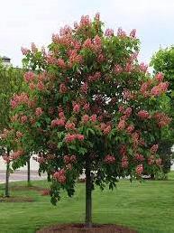 AESCULUS AT KESTANESİ