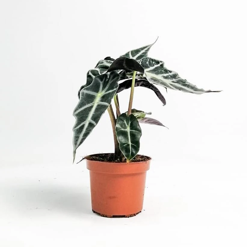 FİL KULAĞI & ALOCASİA