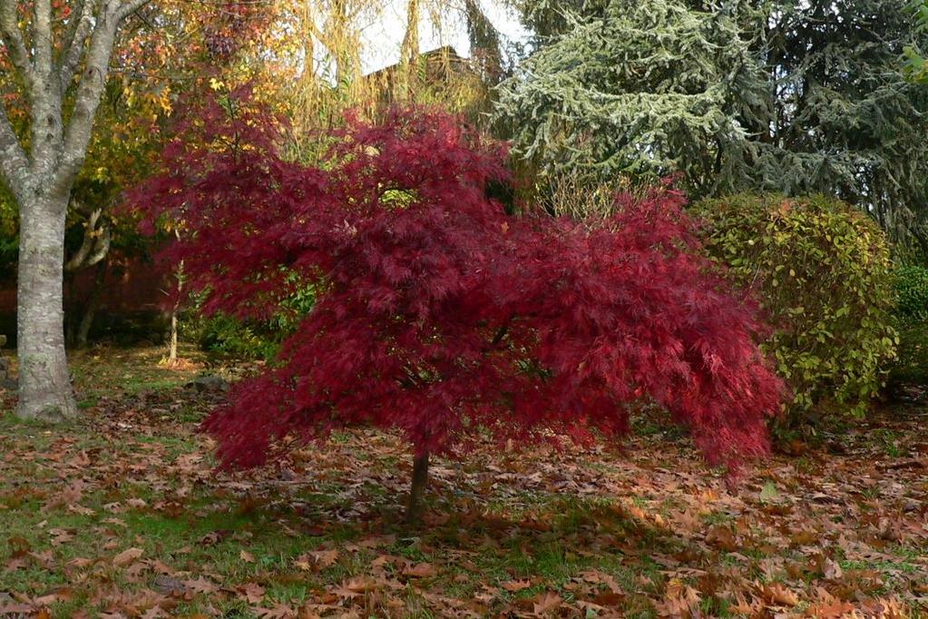 ACER PLATANOİDES  ATROPURPREUM