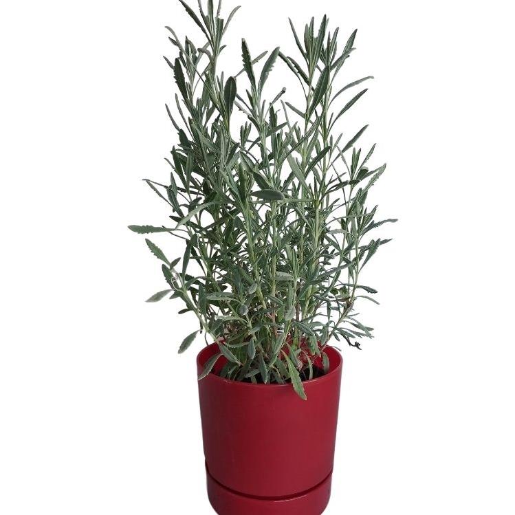 LAVANTA OFFİCİNALİS