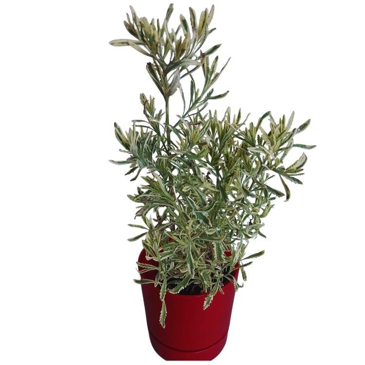 ALACALI LAVANTA