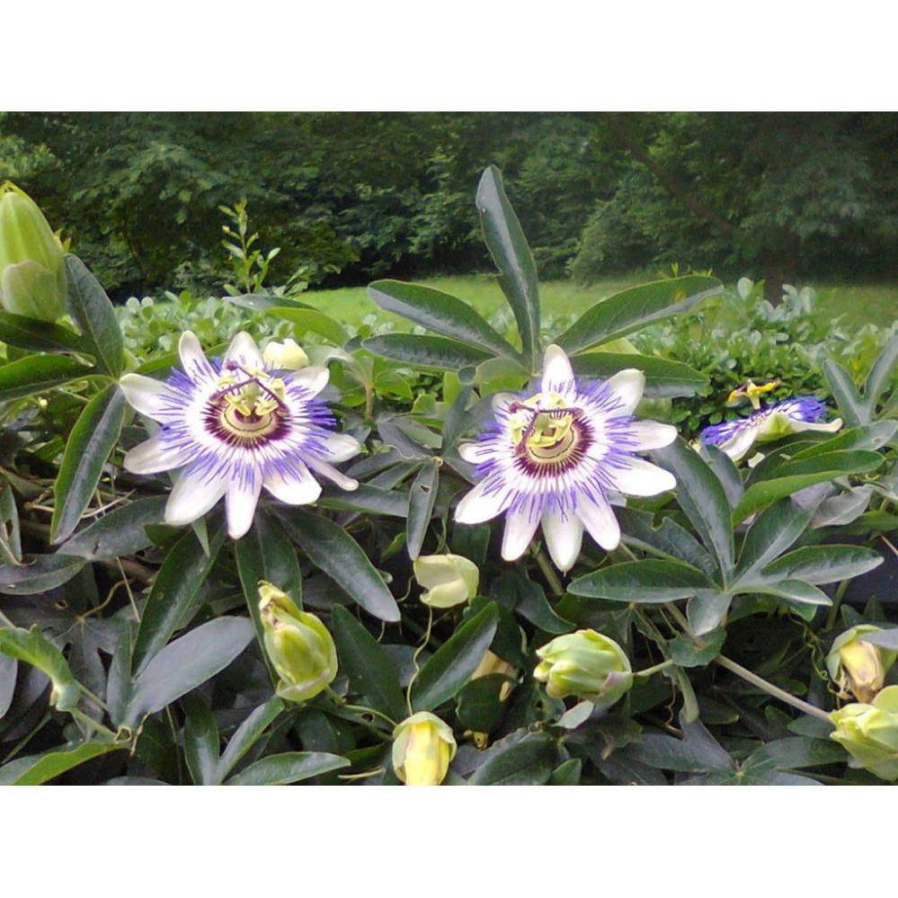 ÇARKIFELEK & PASSİFLORA CAERULEA