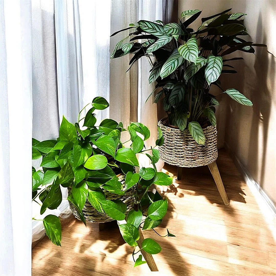 Hasır retro sakdıda Calathe ve patos