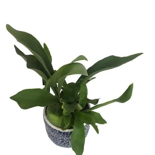 GEYİK BOYNUZU & PLATYCERİUM