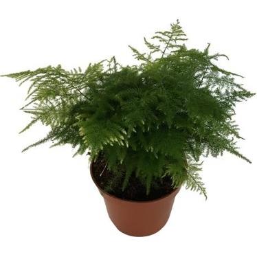 KUŞKONMAZ & ASPARAGUS PLUMOSUS